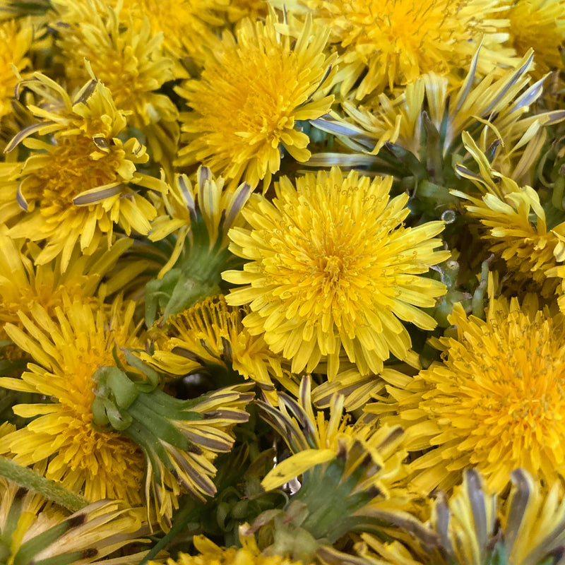 Zoopitee Do!: Dandelion Lotion Bar